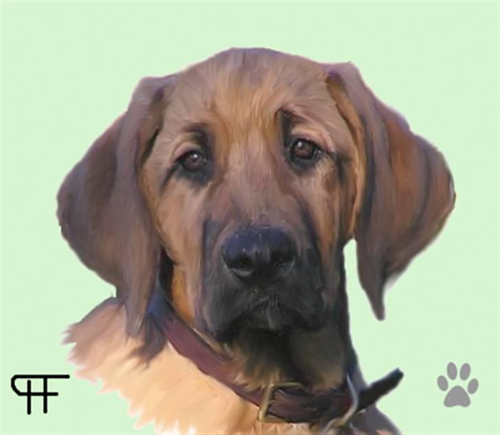 Tegninger af andres hunde - Broholmer Aske. billede 108