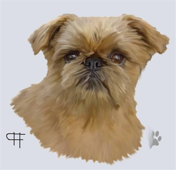 Tegninger af andres hunde - Griffon bruxellois Rosa. billede 109