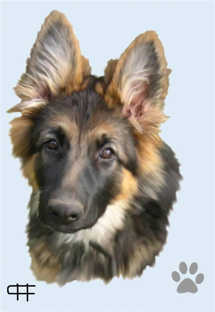 Tegninger af andres hunde - Schæferhund Loba. billede 110