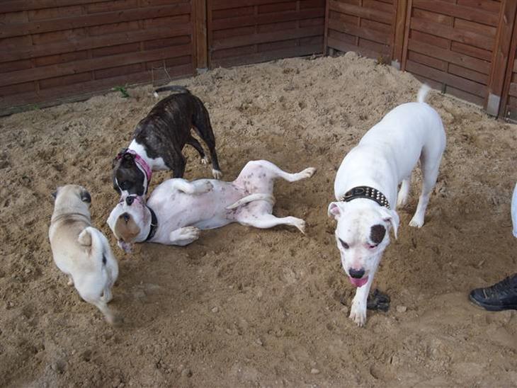 {{currentPhoto.altText}} billede {{currentPhoto.number}}