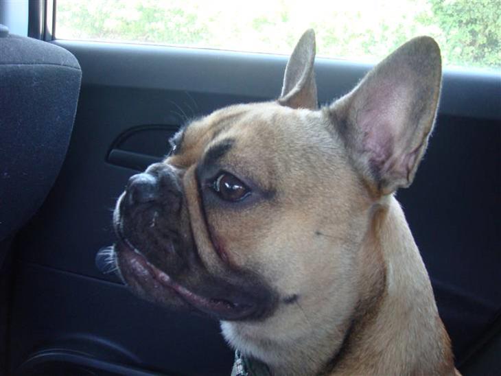 {{currentPhoto.altText}} billede {{currentPhoto.number}}