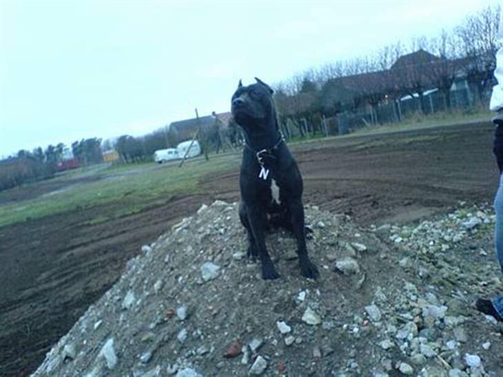 {{currentPhoto.altText}} billede {{currentPhoto.number}}