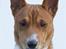 Tegninger af andres hunde - Basenji Anton.