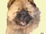 Tegninger af andres hunde - Chow chow Malou.