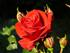 Blomster billeder