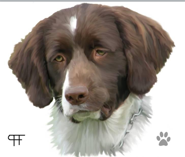 Tegninger af andres hunde - Drentsche patrijshond Lucca. billede 111