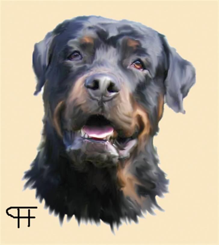Tegninger af andres hunde - Rottweiler Junior. billede 112