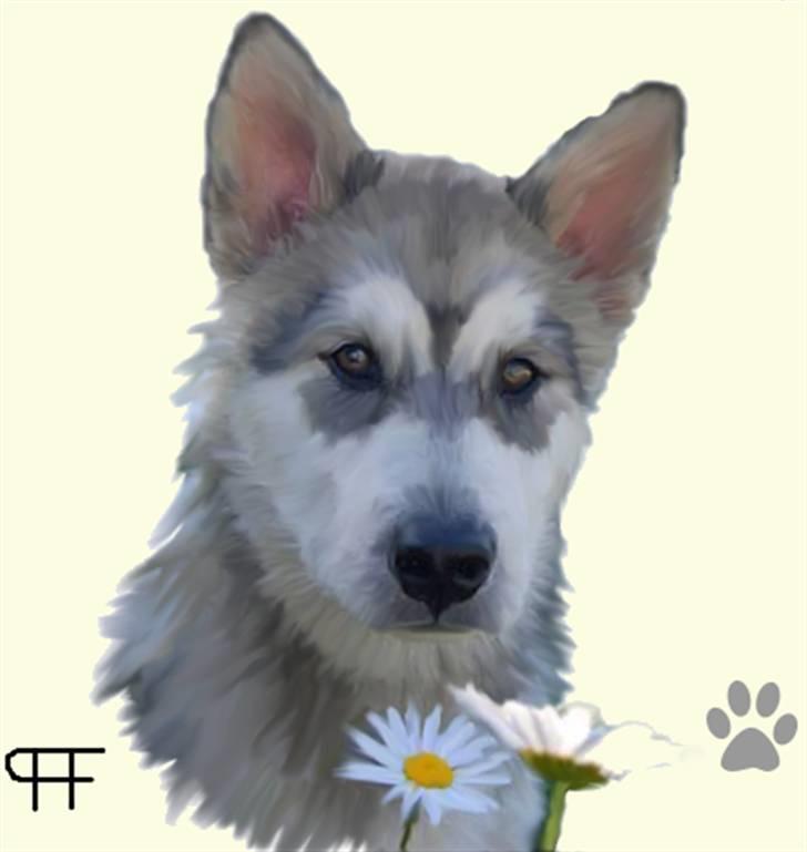 Tegninger af andres hunde - Alaskan malamute Vargo. billede 114