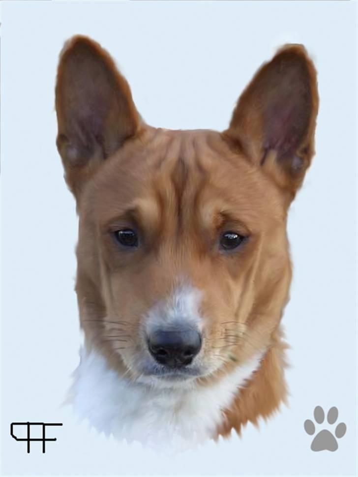 Tegninger af andres hunde - Basenji Anton. billede 115