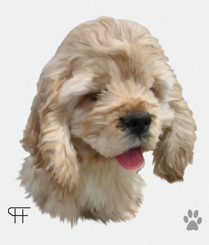 Tegninger af andres hunde - Amerikansk cocker spaniel Boddy. billede 118