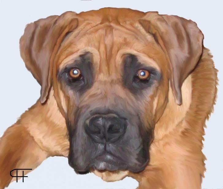 Tegninger af andres hunde - Boerboel Redneck. billede 120