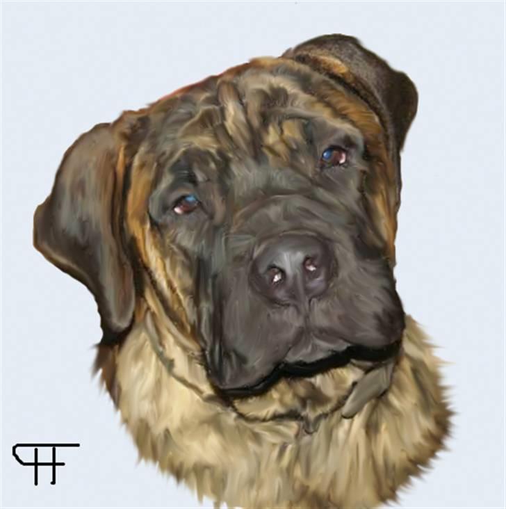 Tegninger af andres hunde - Boerboel Boelsplaas Don Carlos . billede 121