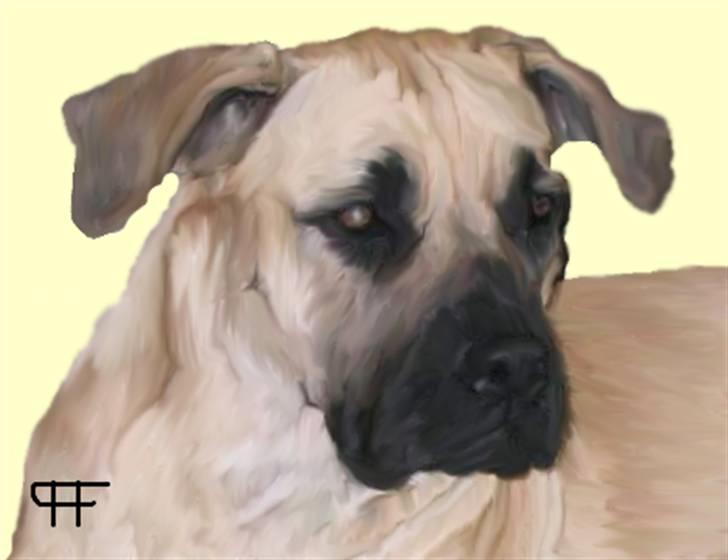 Tegninger af andres hunde - Boerboel Miss Dixie. billede 122