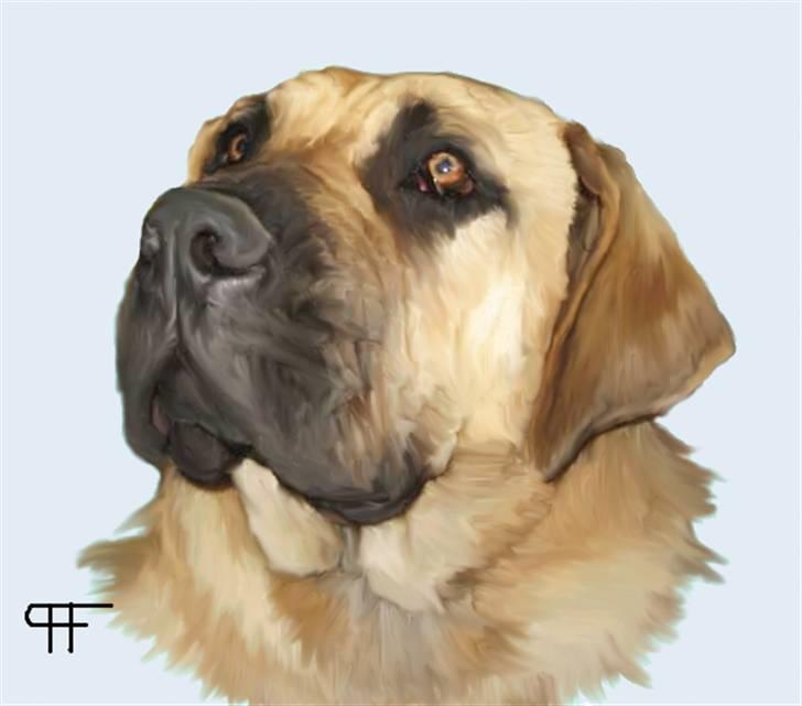 Tegninger af andres hunde - Boerboel Boelsplaas Rosie Mc.Gee. billede 123