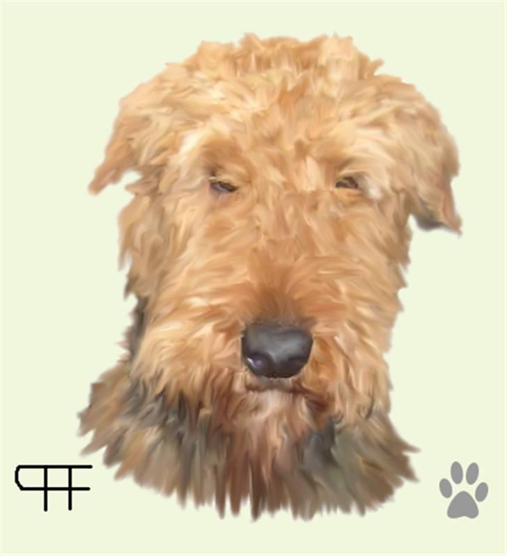 Tegninger af andres hunde - Airedale terrier Bingley. billede 125