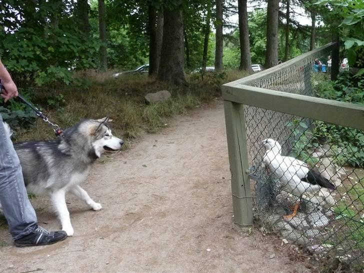 Cani i Givskud Løvepark - Av for satan far! Den bed mig! billede 1