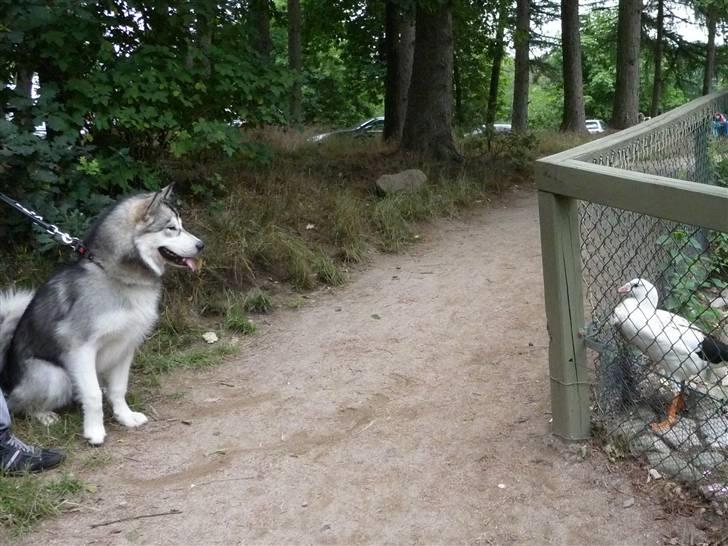 Cani i Givskud Løvepark - Den ser sur ud far, selvom jeg sidder så pænt! billede 2