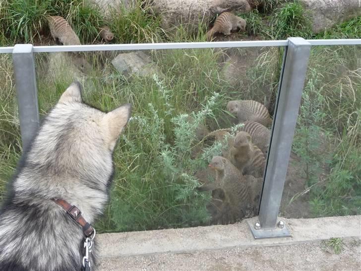 Cani i Givskud Løvepark - Se her, der er mad på den anden side af glasset! billede 6