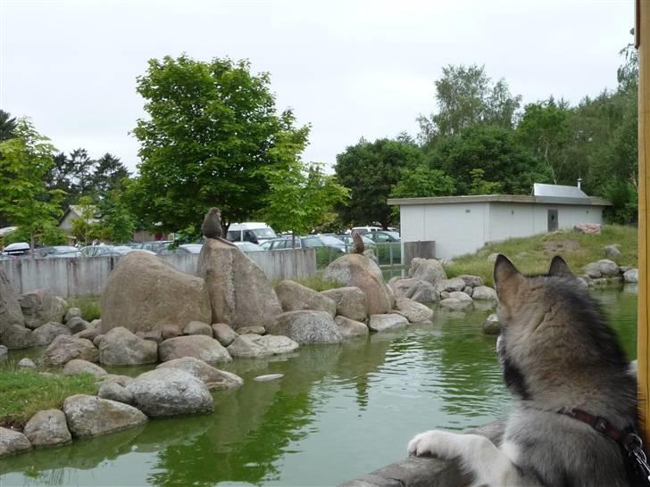 Cani i Givskud Løvepark - Se derude! Der er mere mad! billede 7