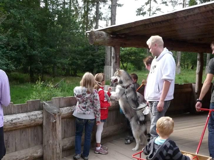 Cani i Givskud Løvepark - Jeg kigger lige på ulve mens jeg poserer for børnene! billede 3
