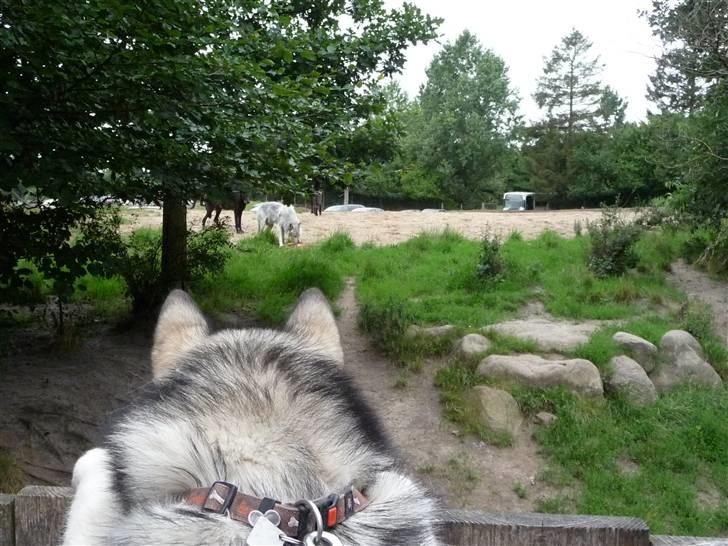 Cani i Givskud Løvepark - Jeg tror sgu de har mad derude far! billede 4