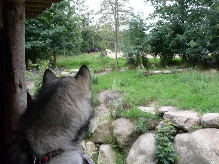 Cani i Givskud Løvepark - Ja den er god nok, de har mad derude far! billede 5