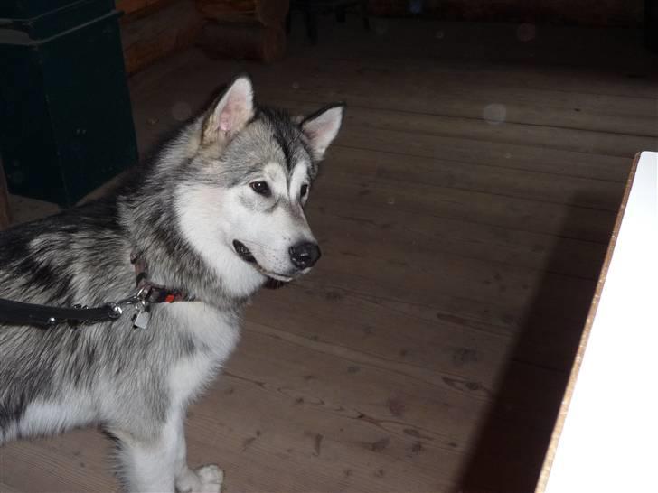 Cani i Givskud Løvepark - Jeg sværger på der er ulve i den kasse der far! billede 11