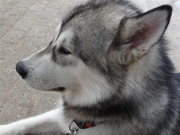 Cani i Givskud Løvepark - Her får jeg lige en lille slapper mens mor og far spiser. Og jeg fik slet ik noget andet end det jeg kunne snuppe fra jorden :( billede 14