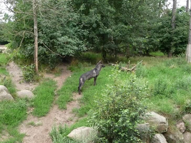 Cani i Givskud Løvepark - Her er lidt flere billeder af de sjove ulve! billede 23