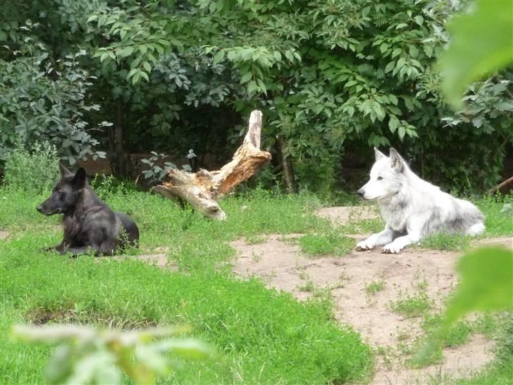 Cani i Givskud Løvepark - De er lidt dovne fordi de lige har spist, bare det var mig! billede 24