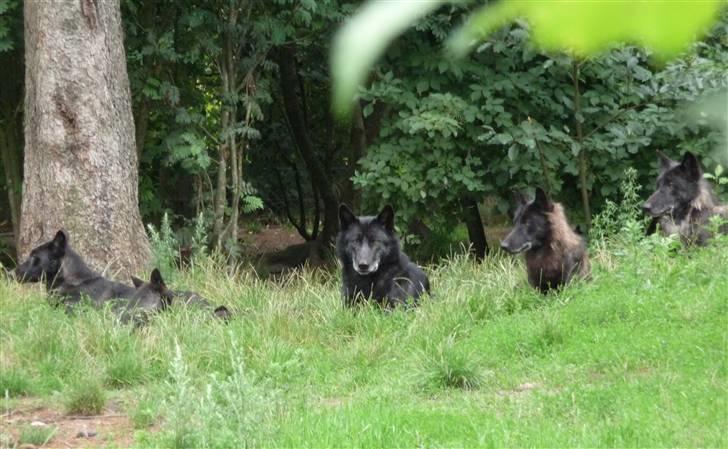 Cani i Givskud Løvepark - Og lidt mere! billede 25