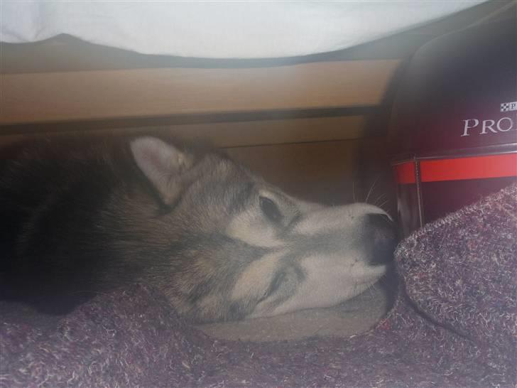 Cani i Givskud Løvepark - Så er vi hjemme i campingvognen igen, det var en god dag med mange oplevelser, men nu er jeg træt og vil sove herinde i min hule! billede 28