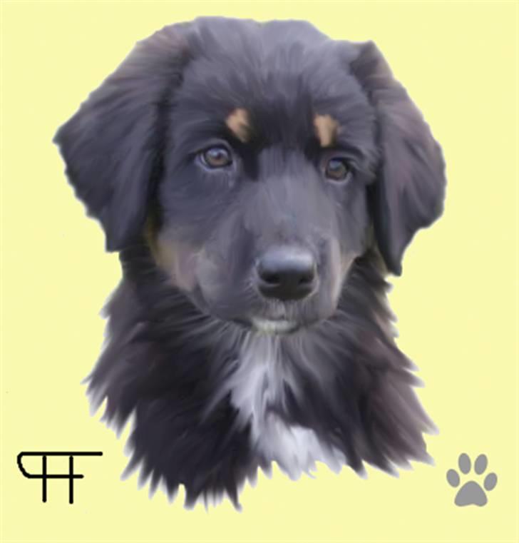Tegninger af andres hunde - Blanding af racer Jack . billede 127