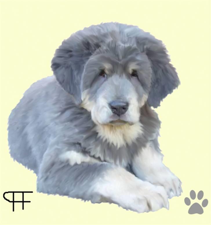 Tegninger af andres hunde - Tibetansk mastiff Castor . billede 128
