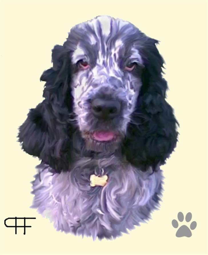 Tegninger af andres hunde - Cocker spaniel Charli. billede 129
