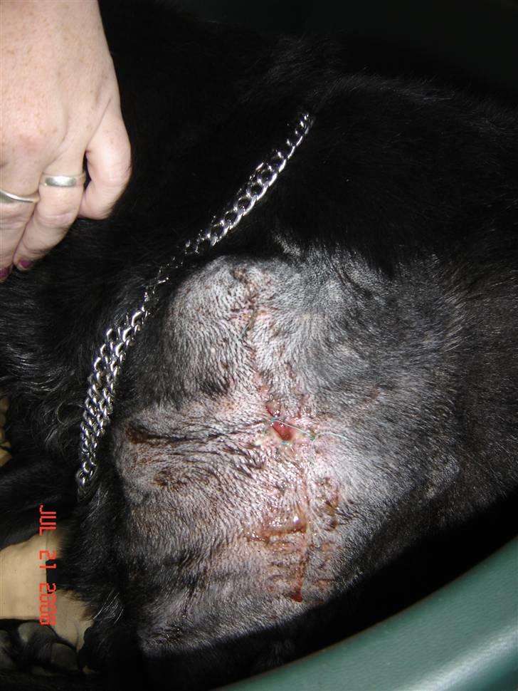 Tjeckos fedtknude som er blevet opperered væk - D 21 Juli 2008 billede 13