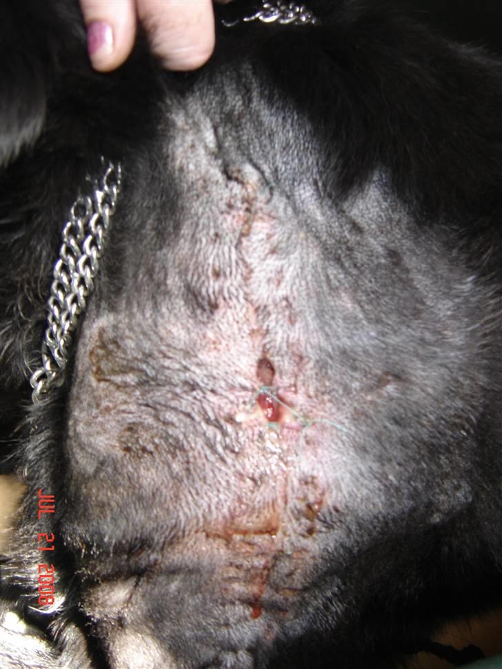 Tjeckos fedtknude som er blevet opperered væk - D 21 Juli 2008 billede 14