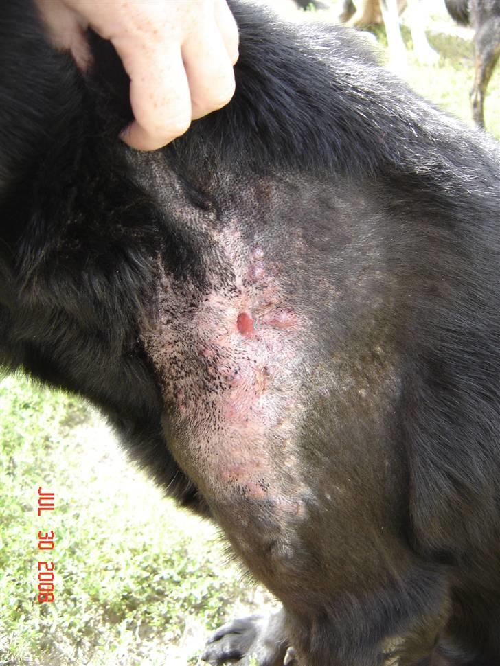 Tjeckos fedtknude som er blevet opperered væk - Sådanne ser det ud 3 uger efter opperationen...

d 30 Juli 2008 billede 15