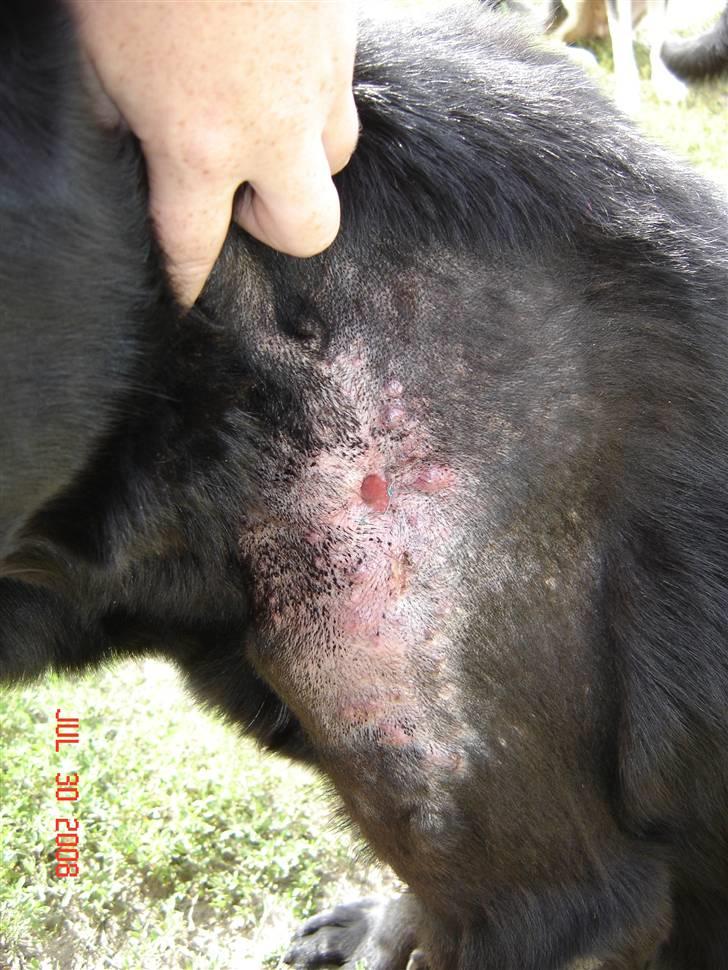 Tjeckos fedtknude som er blevet opperered væk - D 30 Juli 2008 billede 16