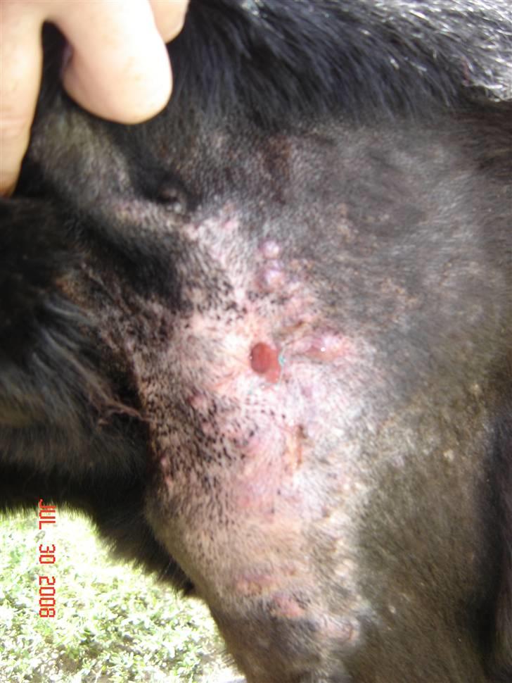 Tjeckos fedtknude som er blevet opperered væk - D 30 Juli 2008 billede 17