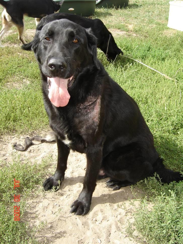 Tjeckos fedtknude som er blevet opperered væk - D 30 Juli 2008 billede 18