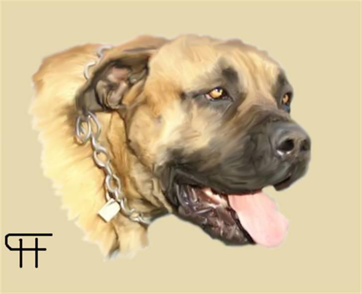 Tegninger af andres hunde - Boerboel Boelsplaas Monrad. billede 132
