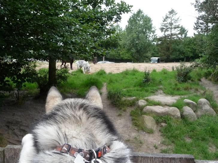 renere Brudgom boksning Cani i Givskud Løvepark - Diverse hund - Fotos fra henrik j