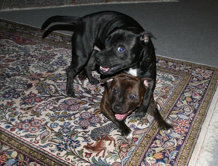 Devil og Nasty - Hey storebror Devil jeg er stærkest he he Nasty billede 52