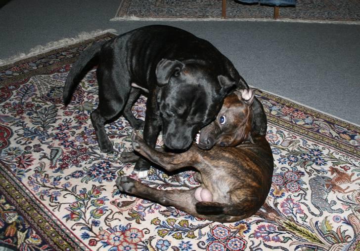 Devil og Nasty - Nasty kan du så komme væk eller jeg bider dig i kinden !! billede 53