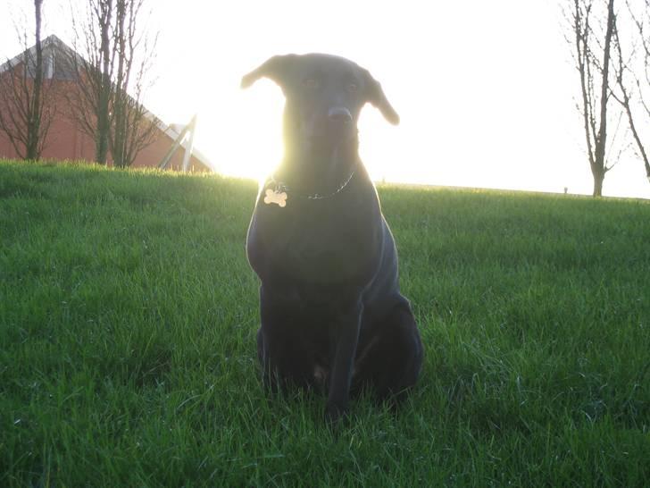 Freja - Freja i solnedgangen. billede 21