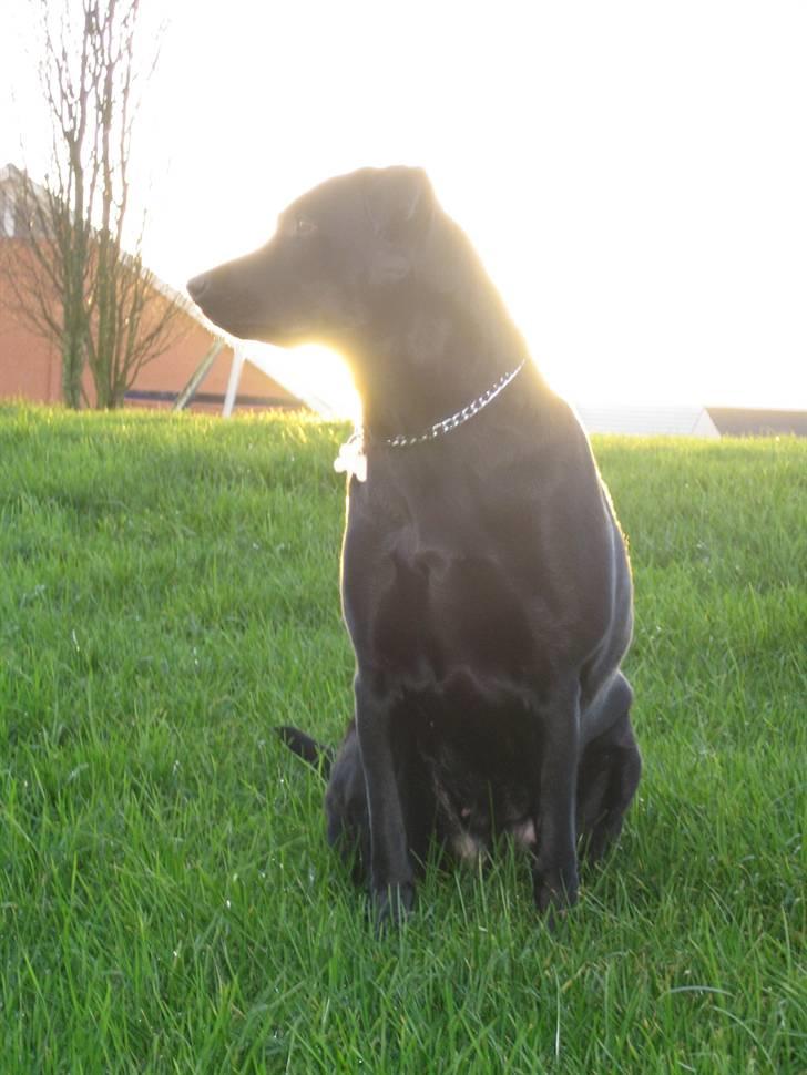 Freja - Hov sagde du en fugl.....?.... hvor?? billede 22