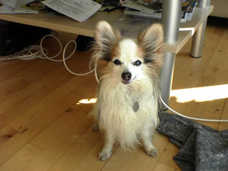 {{currentPhoto.altText}} billede {{currentPhoto.number}}