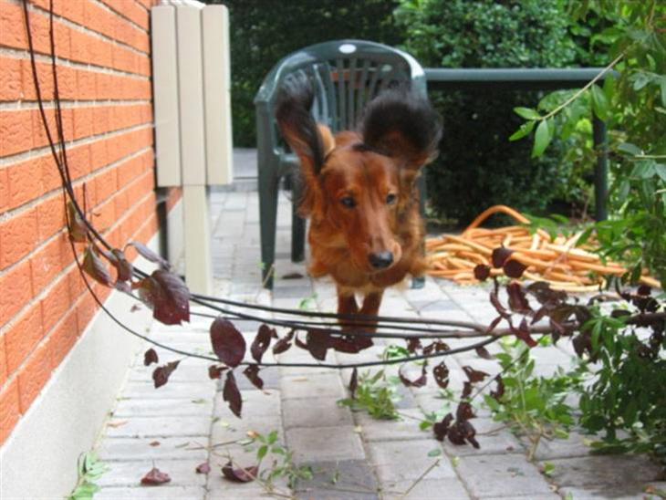 {{currentPhoto.altText}} billede {{currentPhoto.number}}