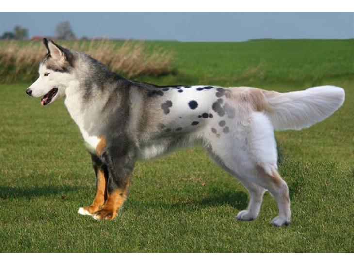 {{currentPhoto.altText}} billede {{currentPhoto.number}}